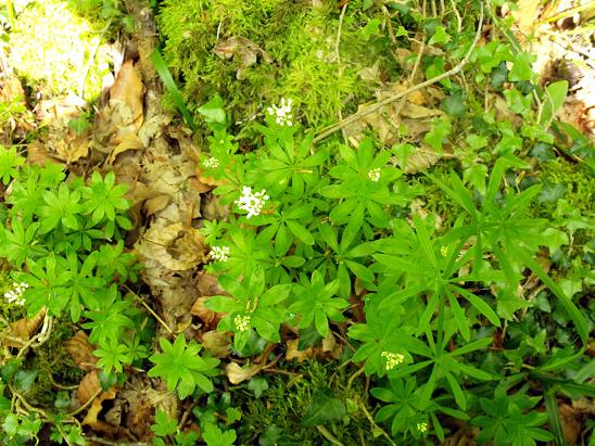 Ancora dal Gargano.- Galium odoratum